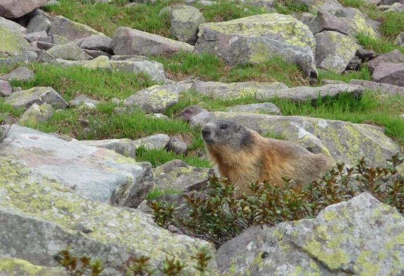 בית מלון כפרי Albergo Vezzana