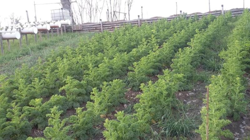 בית מלון כפרי La Tana Del Picchio