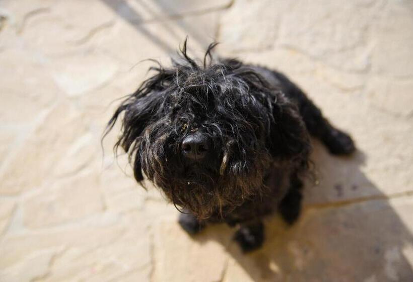 膳宿费 Mokus Vendeghaz