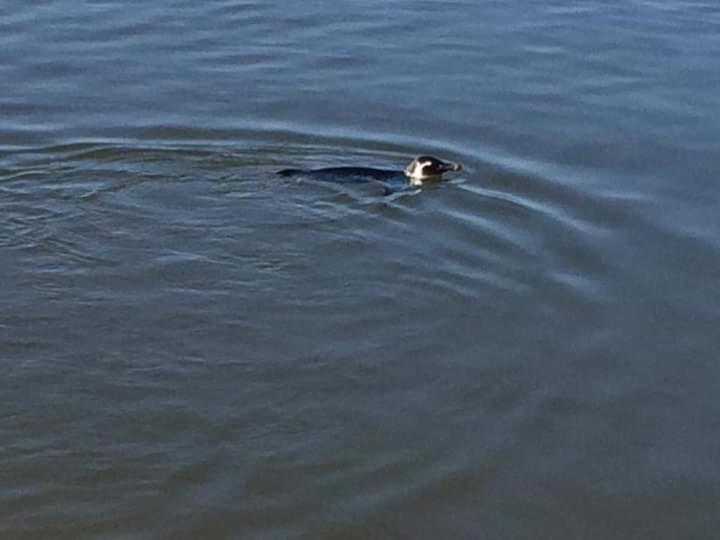 بنسيون Embaú Mar   Ecocasa Morada Canto Verde   Guarda Do Embaú Sc   Brasil