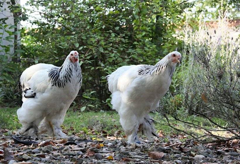 فندق Auberge De Provence