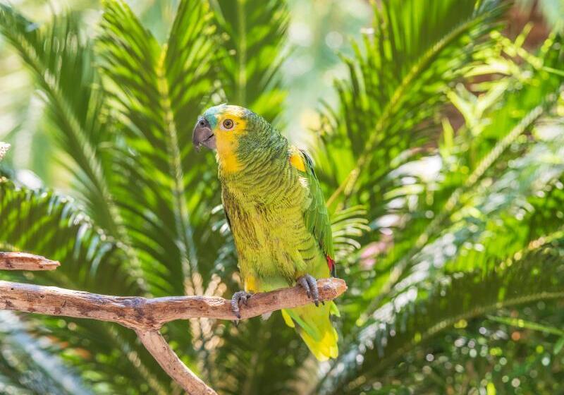 Flamingo Hotel & Spa   Pet Friendly