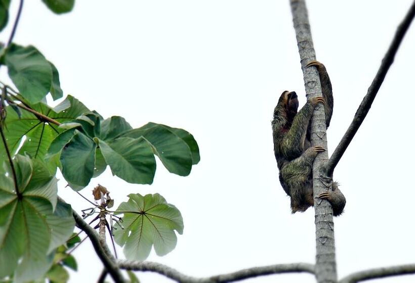 Cristal Ballena Boutique Hotel & Spa