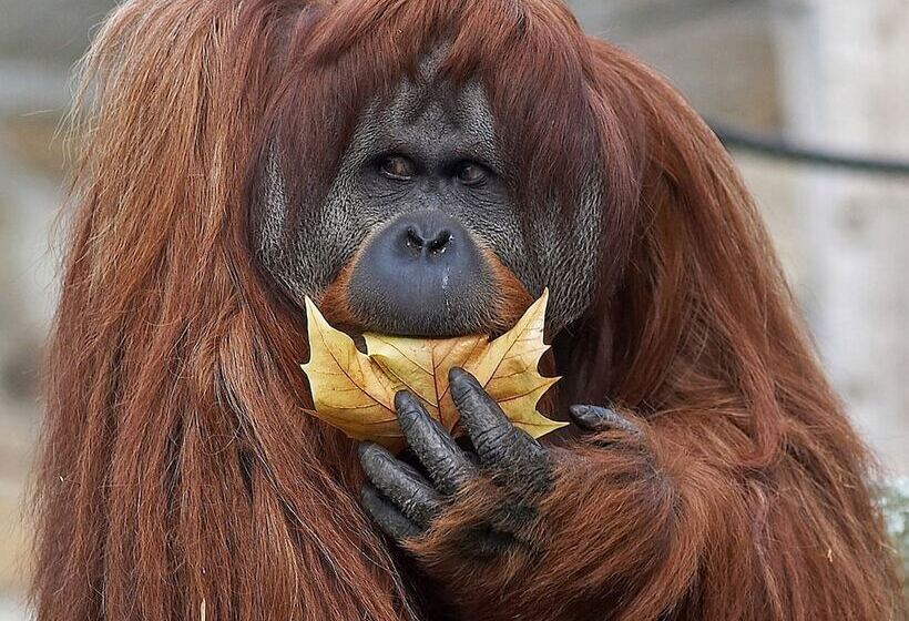 هتل Louisa's Place