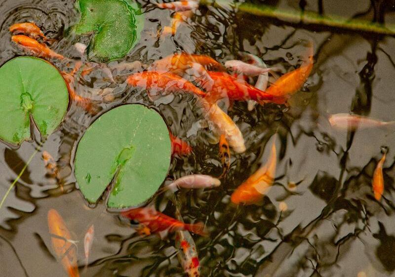 בית מלון כפרי Niky