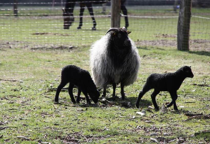 호텔 Misselhorner Hof