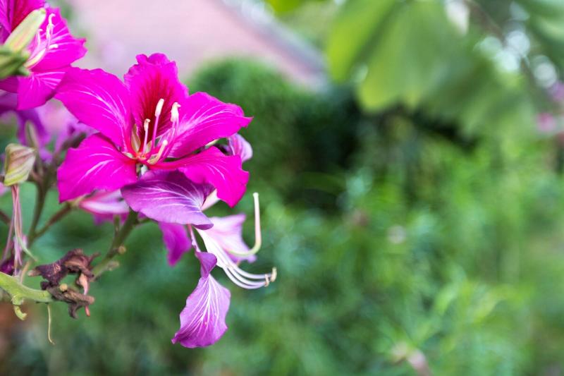 Отель Mohn Fah Sai Home Resort