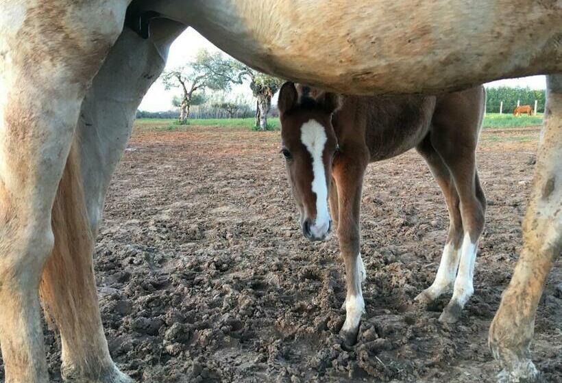田舎風ホテル Hacienda La Indiana