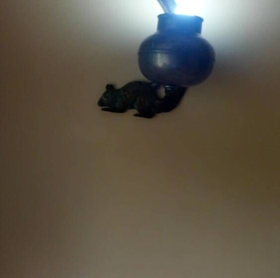 فندق Rural Los Angeles En Las Hurdes