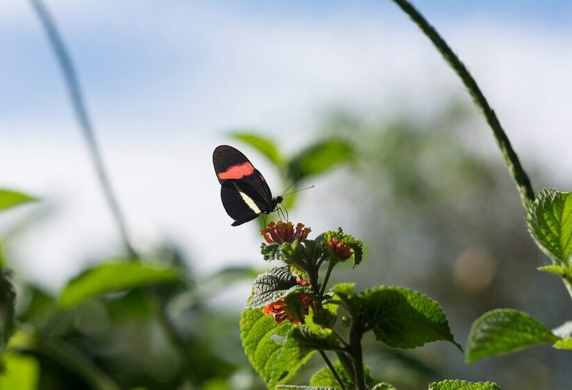 هتل Finca Rosa Blanca Coffee Farm And Inn