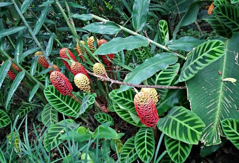 هتل Finca Rosa Blanca Coffee Farm And Inn