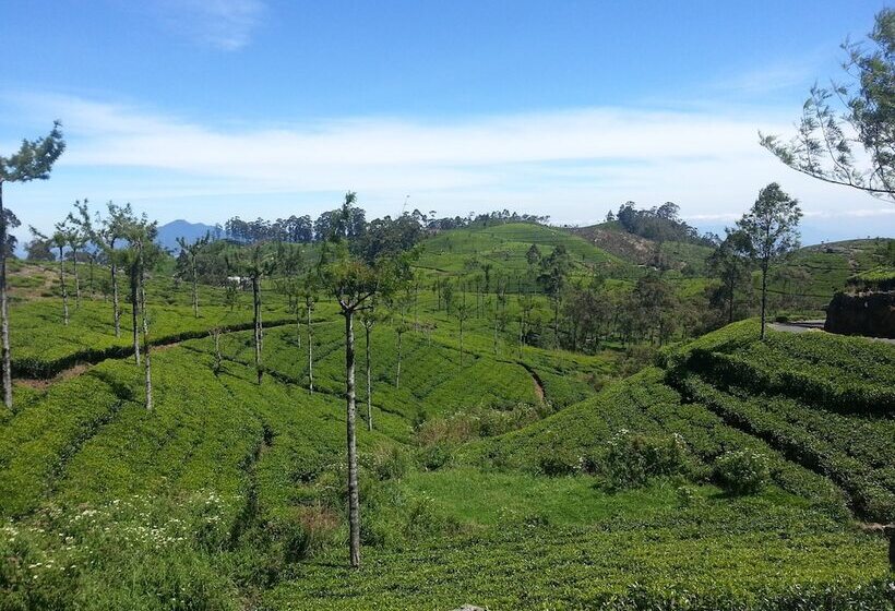 בית מלון כפרי The Planters House