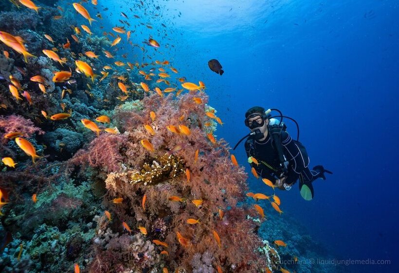 Camel Dive Club & Hotel   Boutique