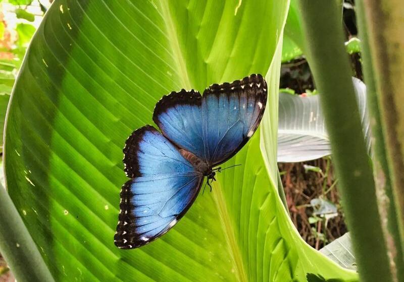 בית מלון כפרי Heliconia  Monteverde