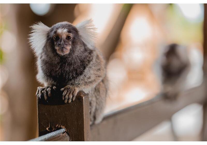 فندق Pousada Bicho Preguiça