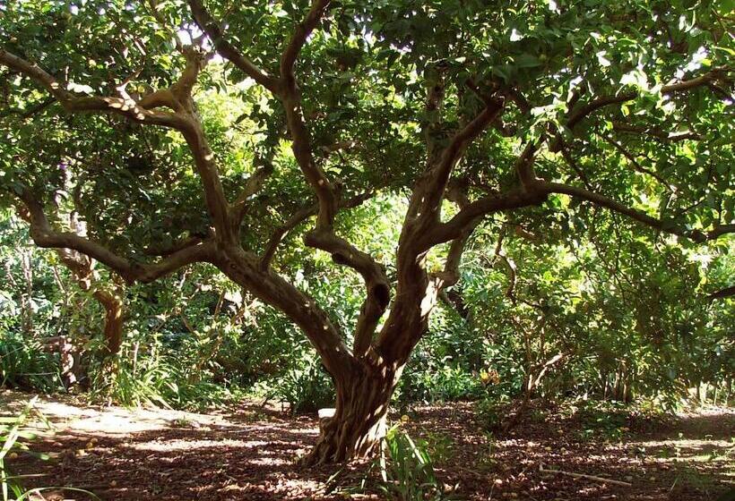 هتل Quinta Das Buganvilias