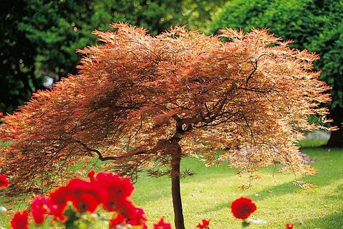 Manoir De La Roseraie Chateaux & Hotels De France