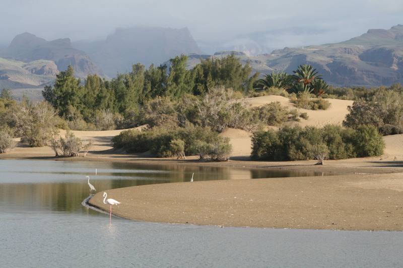 Apartamentos El Capricho