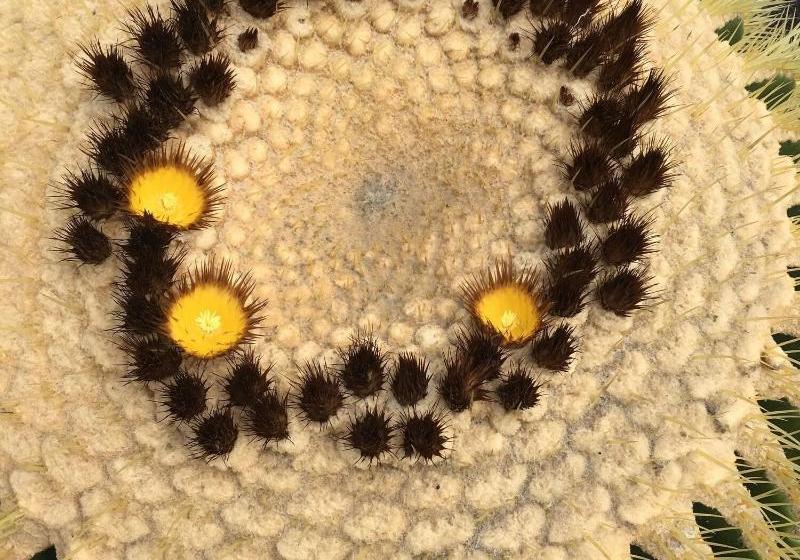 El Caserío De Güime