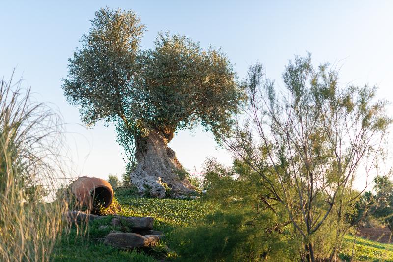 Finca Hotel Can Canals & Spa