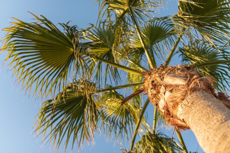 Finca Hotel Can Canals & Spa