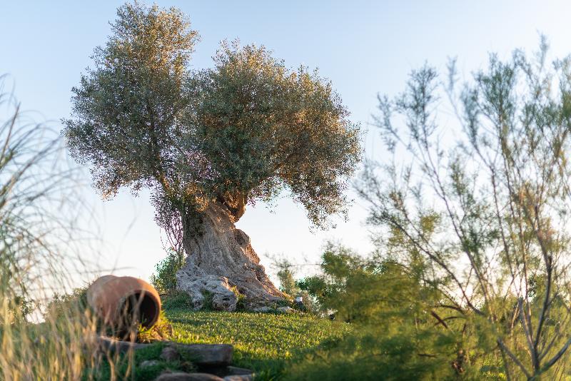 Finca Hotel Can Canals & Spa