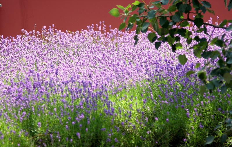 Boutiquehotel Stadthalle