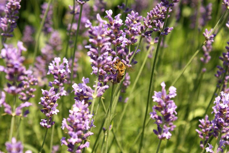 Boutiquehotel Stadthalle