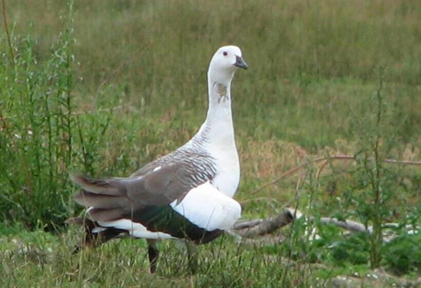 ホテル Hosteria Cauquenes De Nimez