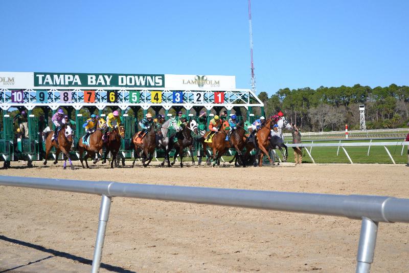 Holiday Inn Express Hotel & Suites Tampa Oldsmar, An Ihg