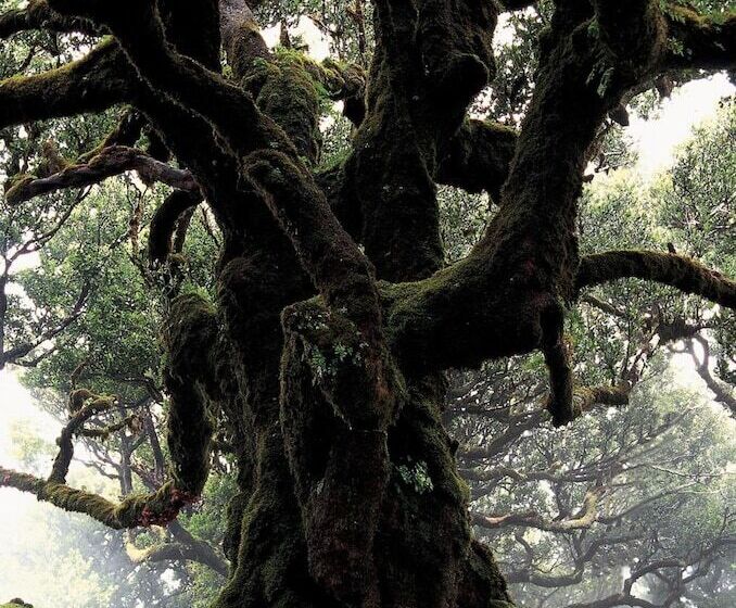 Madeira Bright Star By Petit Hotels