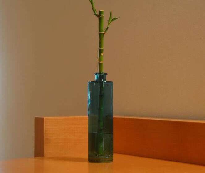 Madeira Bright Star By Petit Hotels