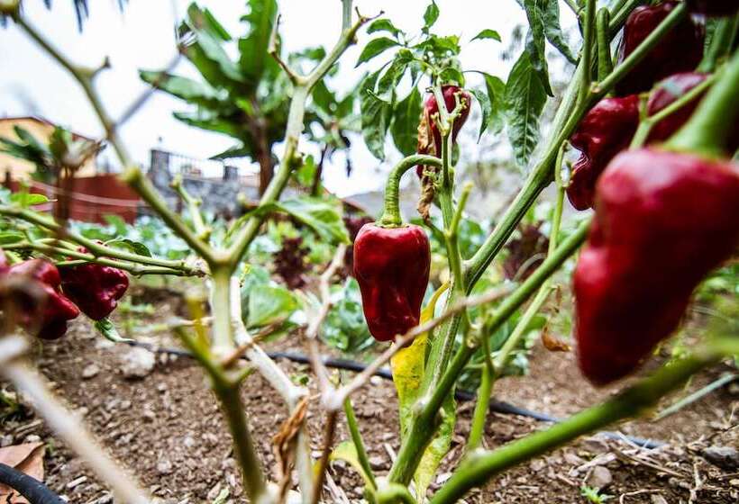 Apartamentos Los Telares