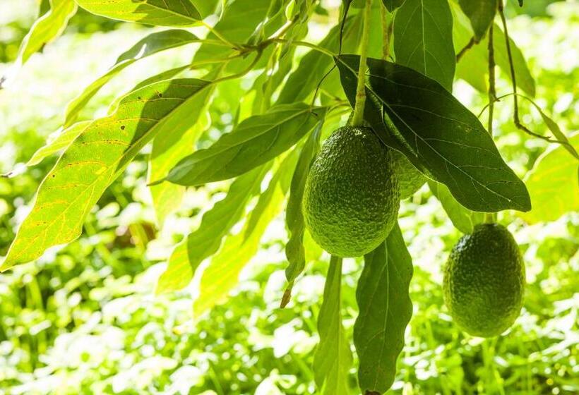 Agroturisme Can Planells