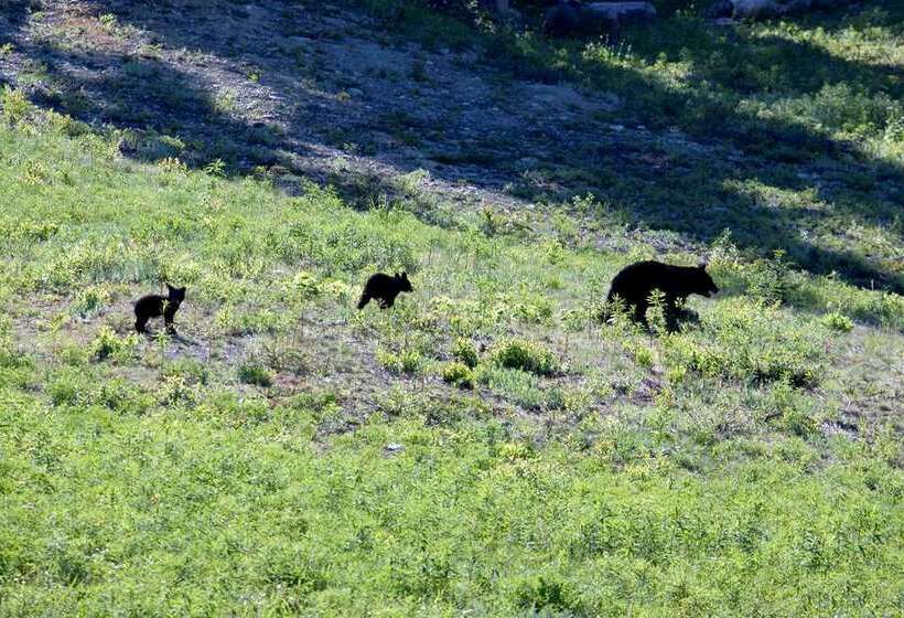 ホテル Hilton Whistler Resort & Spa