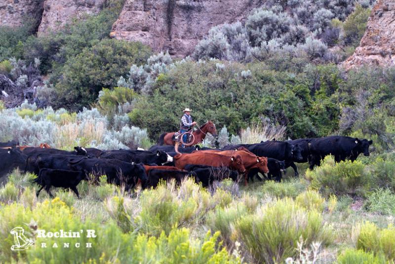 فندق Rockin R Ranch