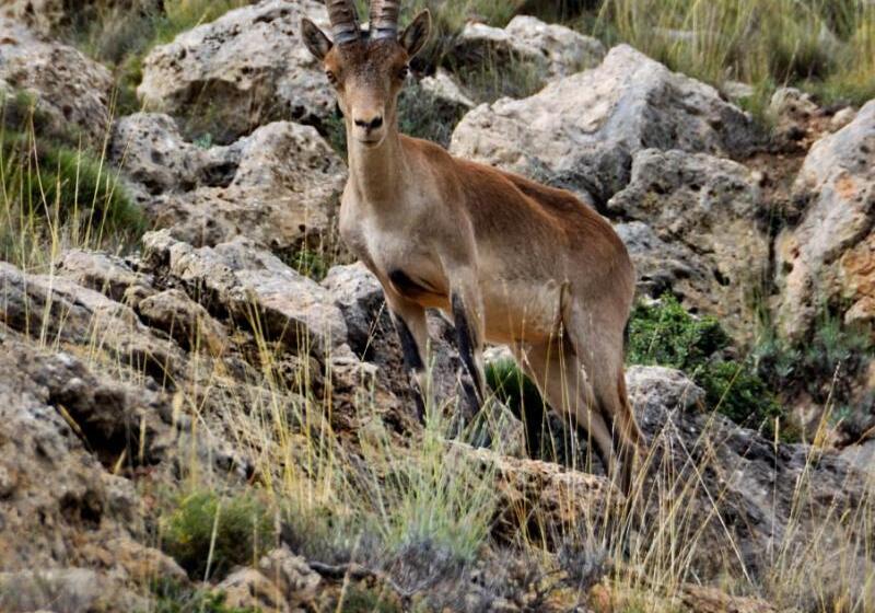 Apartamentos Rurales Sierra De Gudar