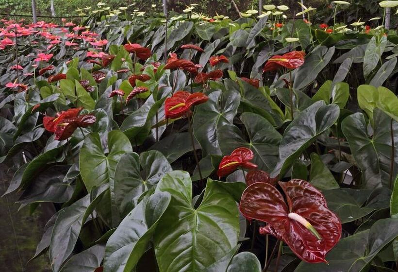 호텔 Finca Hamburgo