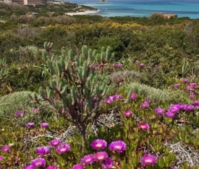 Отель Cala Reale