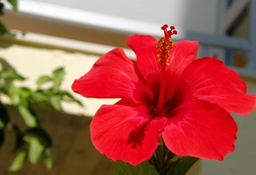 酒店 Memphis Beach