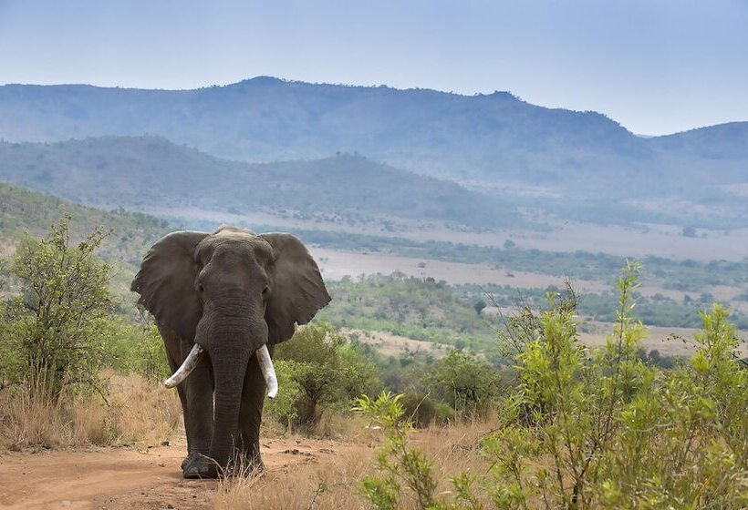 Отель Tshukudu Bush Lodge