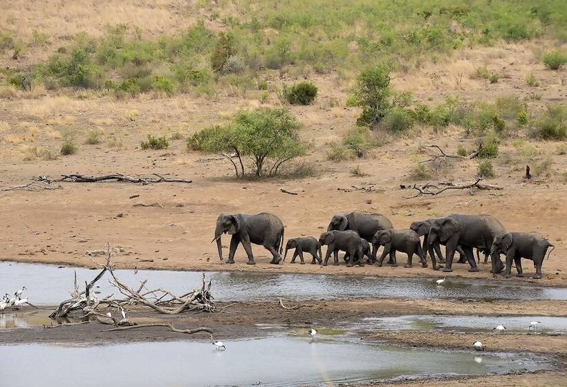 Отель Tshukudu Bush Lodge
