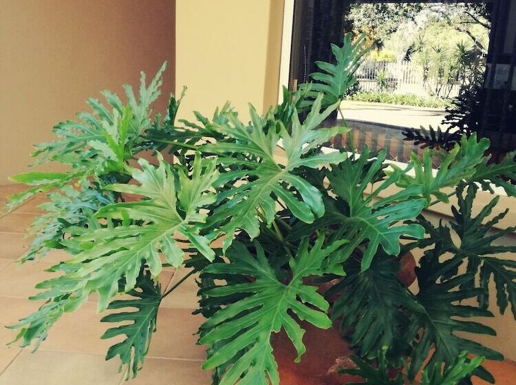 בית מלון כפרי Bayswater Lodge