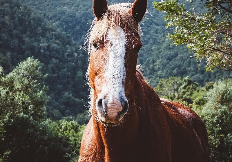 酒店 Hog Hollow Country Lodge