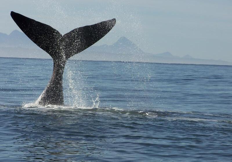 酒店 Hog Hollow Country Lodge