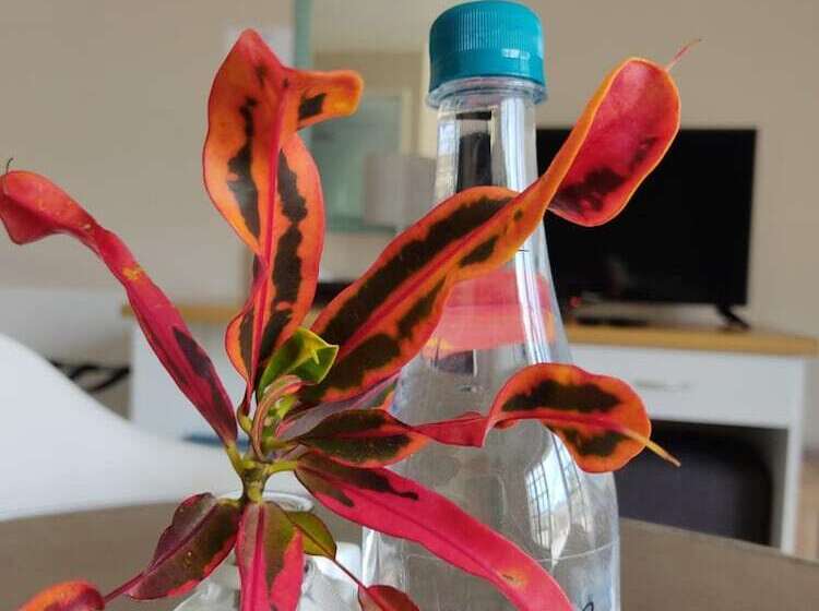 בית מלון כפרי Palm Beach Guesthouse