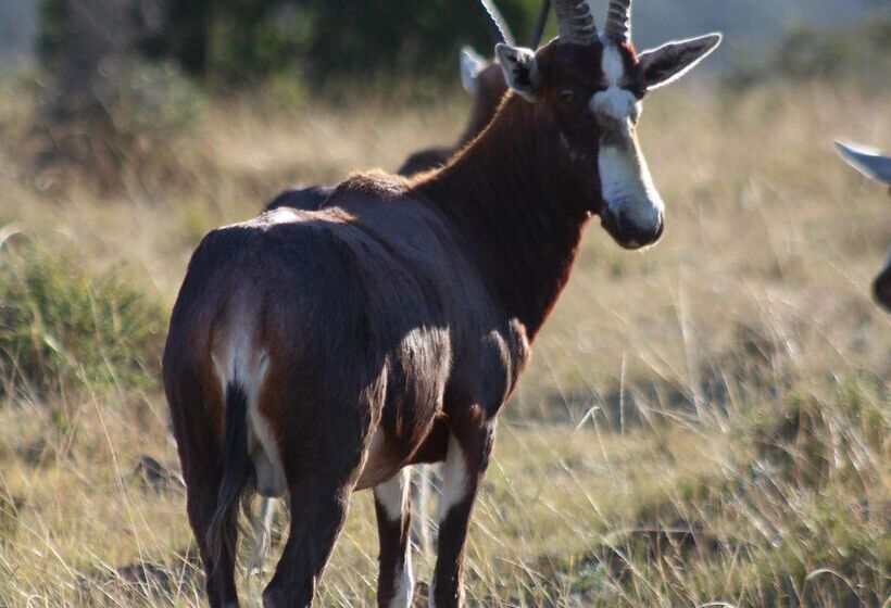 בית מלון כפרי Premier Resort Mpongo Private Game Reserve