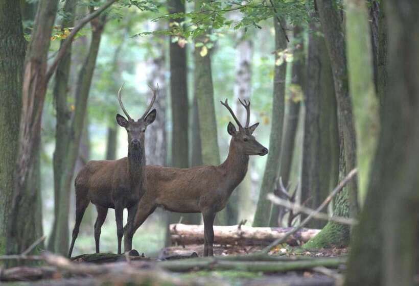Akzent Hotel Thiemann  Zur Jägerklause