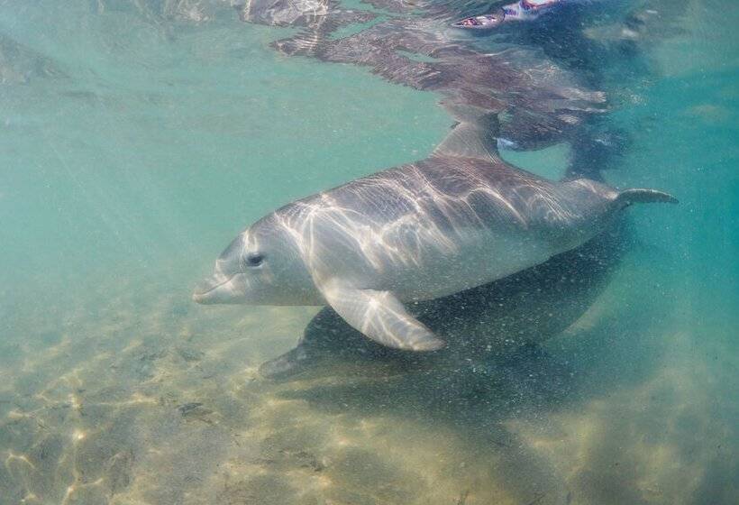 هتل Rac Monkey Mia Dolphin Resort