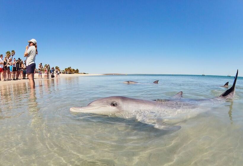 هتل Rac Monkey Mia Dolphin Resort